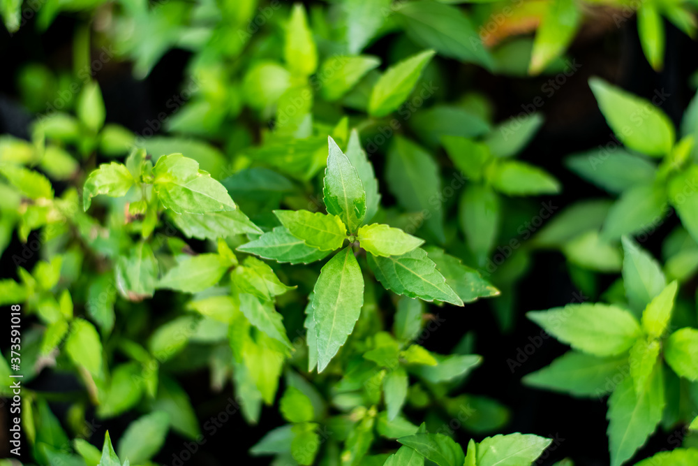 Orthosiphon aristatus green leaf