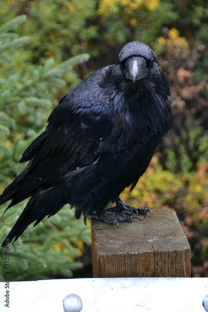 Fototapeta premium A Large Raven Perched on a Post