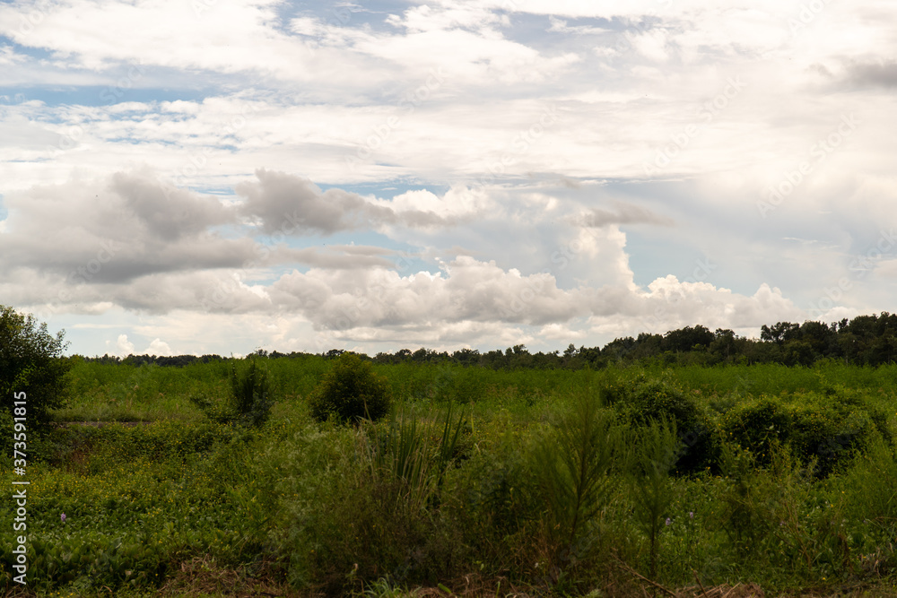 A grassy field in New Orleans, Louisiana with clouds in the sky A grassy field in New Orleans, Louisiana with clouds in the sky