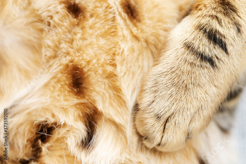 Soft and fluffy cat paw close up. Paw and fur of Bengal cat. © yrabota