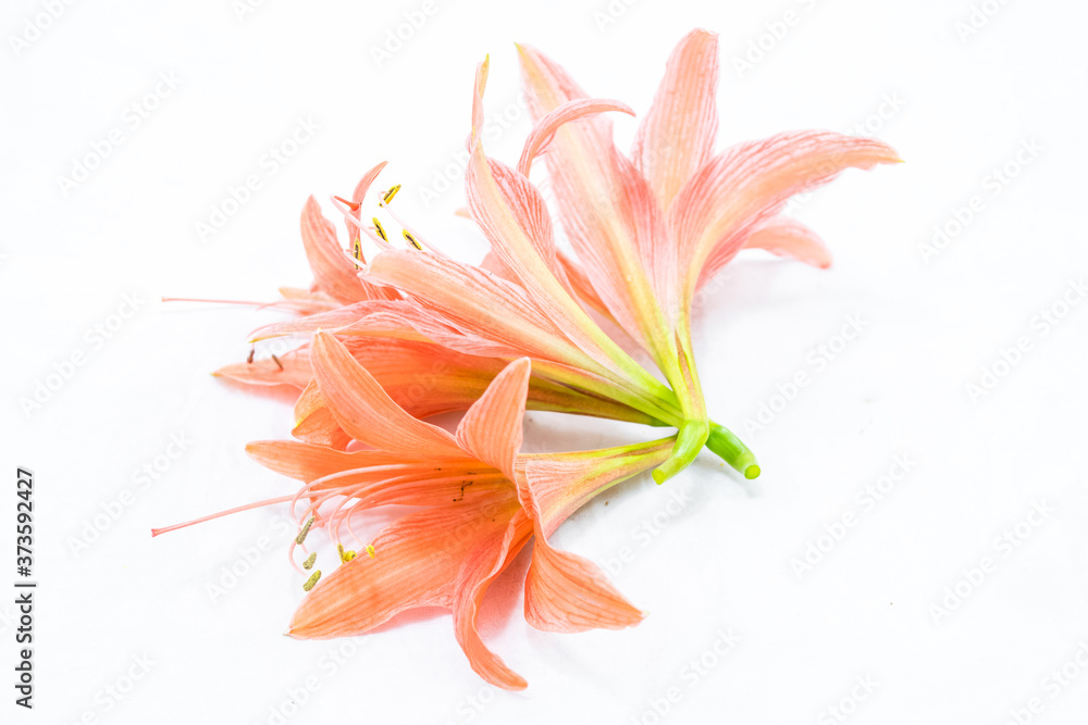 blooming amaryllis flower