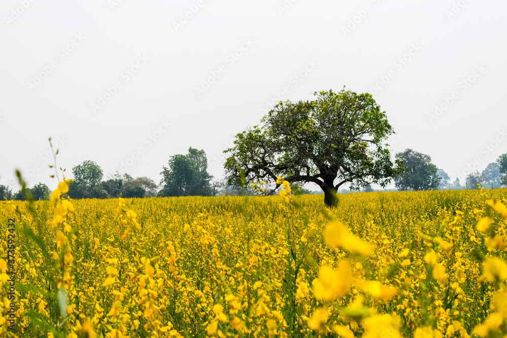 Obraz premium Crotalaria juncea in the field