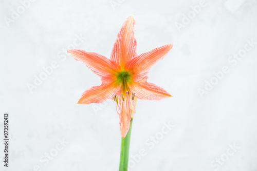 blooming amaryllis flower