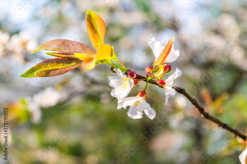 Guttiferae flower blossom photo