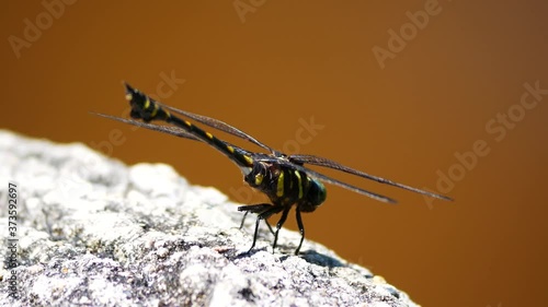 Ictinogomphus decoratus melaenops perching. It is widespread in Southeast Asia. It is a genus of dragonflies in family Gomphidae. They are medium to large, yellow and black with clear wings.  photo