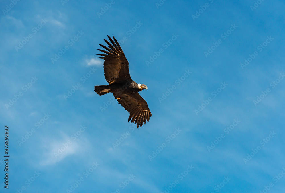 Obraz premium Andean Condor (Vultur Gryphus) in flight, Colca Canyon, Arequipa, Peru.