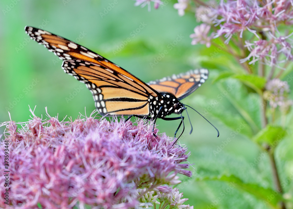 Unique eye level view of a Monarch butterfly (Danaus plexippus) crouched on Joe-Pye weed (Eupatorium purpureum) with its wings open at a slight angle. Closeup. Copy space. Unique eye level view of a Monarch butterfly (Danaus plexippus) crouched on Joe-Pye weed (Eupatorium purpureum) with its wings open at a slight angle. Closeup. Copy space.