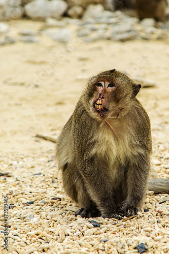 Mono con la boca lastimada mostrando los dientes. 
