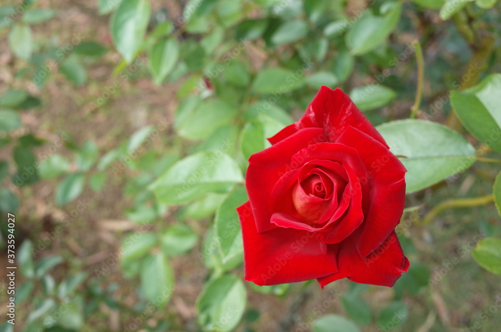 Red Flower of Rose 'Kagayaki' in Full Bloom
Red Flower of Rose 'Kagayaki' in Full Bloom