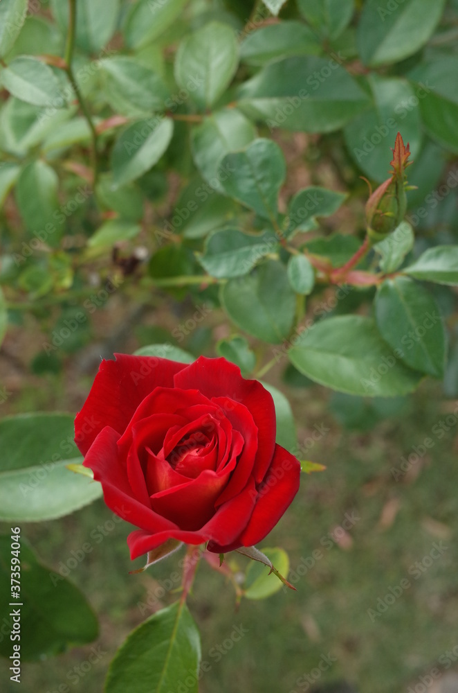 Red Flower of Rose 'Kagayaki' in Full Bloom
Red Flower of Rose 'Kagayaki' in Full Bloom