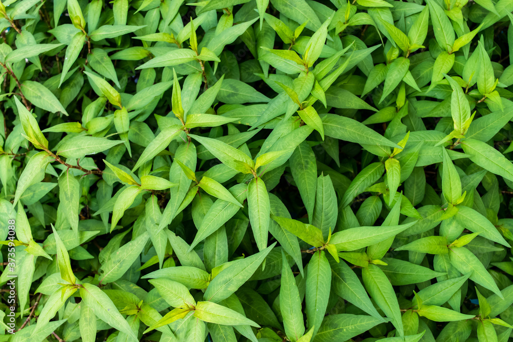 Persicaria odorata tree Persicaria odorata tree