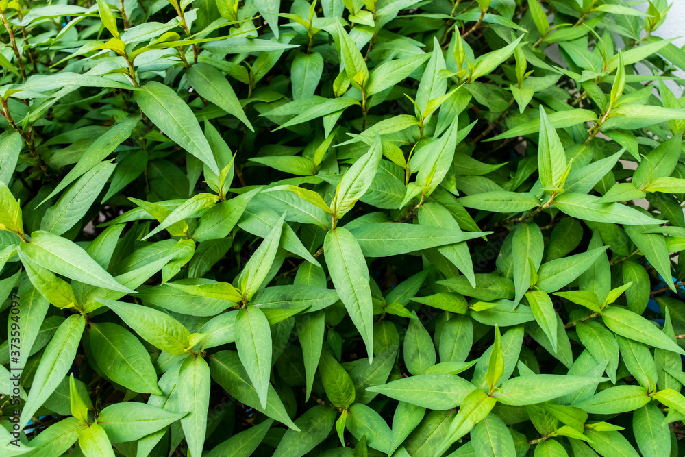 Persicaria odorata tree Persicaria odorata tree
