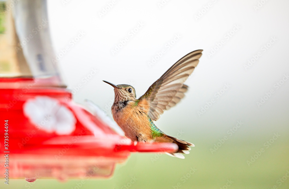 Fototapeta premium Hummingbird landing on Feeder