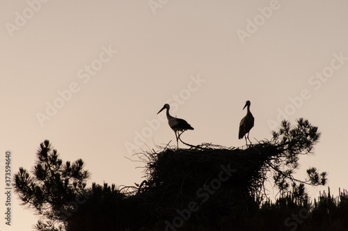 Silhouette of a storks family and their nest while sun goes down in Madrid, Spain.