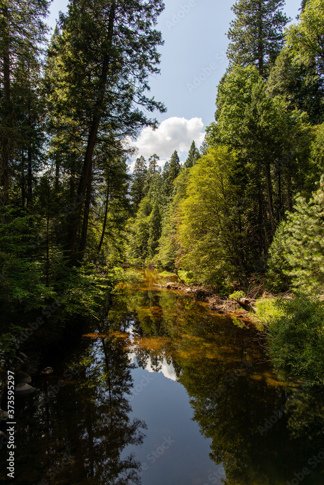 A river in the forest A river in the forest