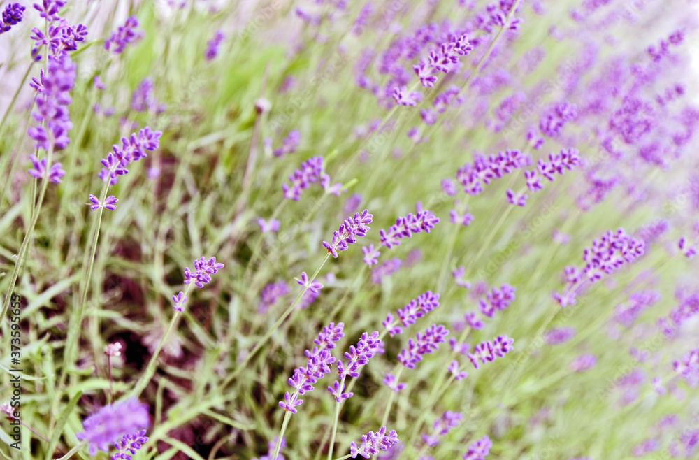 A lot of Lavender with lens flare and full frame for wallpaper and post card. A lot of Lavender with lens flare and full frame for wallpaper and post card.