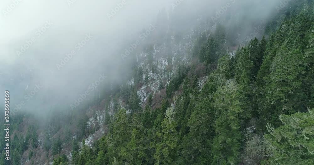 Aerial top view of pine tree forest in the mountain with mist floating above 4k nature landscape footage Aerial top view of pine tree forest in the mountain with mist floating above 4k nature landscape footage