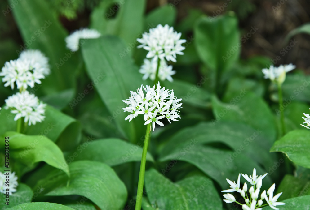 Allium ursinum or ramsons with top view and full frame Allium ursinum or ramsons with top view and full frame