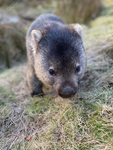 Wombat looking into camera lens