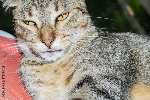 close up of a cat sticking out tongue