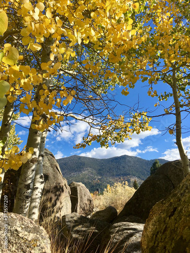 A view of mountains across a meadow framed by aspens with golden fall colors on a sunny day, near Lake Tahoe, California