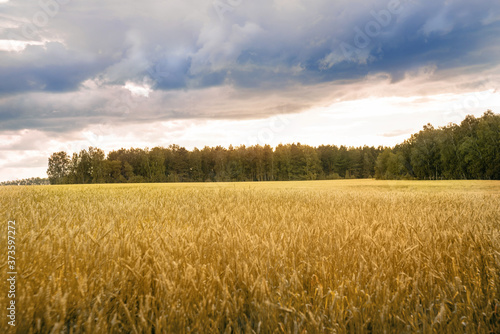 landscape of ripe wheat against the background of rain clouds and the setting sun