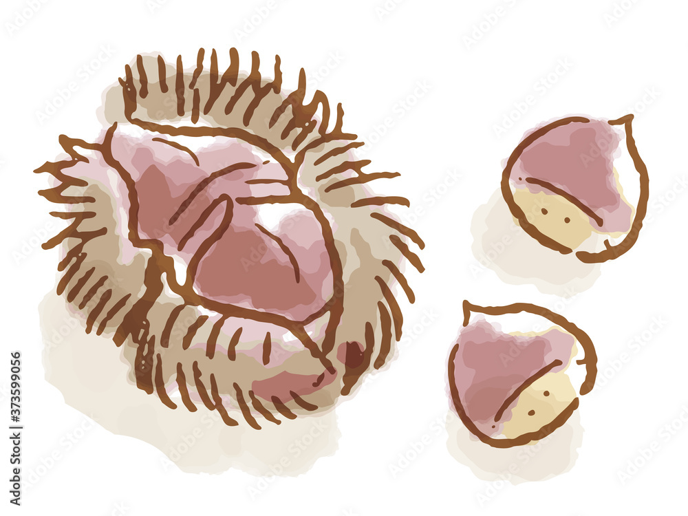 手描き水彩風栗イラスト 白背景 Stock Vector Adobe Stock