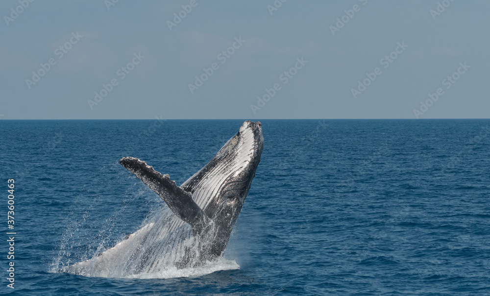 Fototapeta premium Breaching Humpback Whale (Megaptera novaeangliae) Australia.