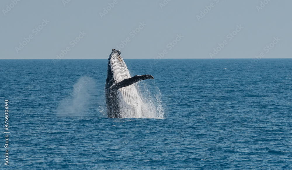 Fototapeta premium Breaching Humpback Whale (Megaptera novaeangliae) Australia.
