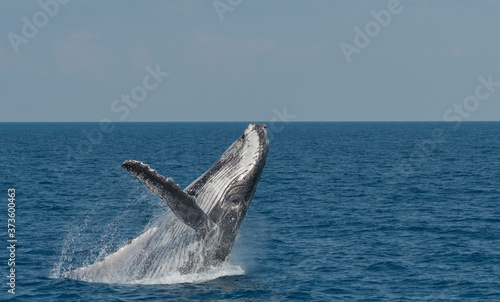 Breaching Humpback Whale (Megaptera novaeangliae) Australia.