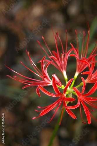 Red spider lily, cluster amaryllis closeup