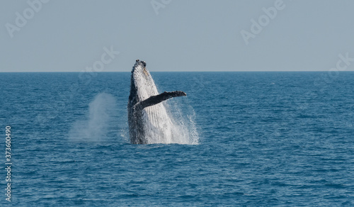 Breaching Humpback Whale  Megaptera novaeangliae     Australia.