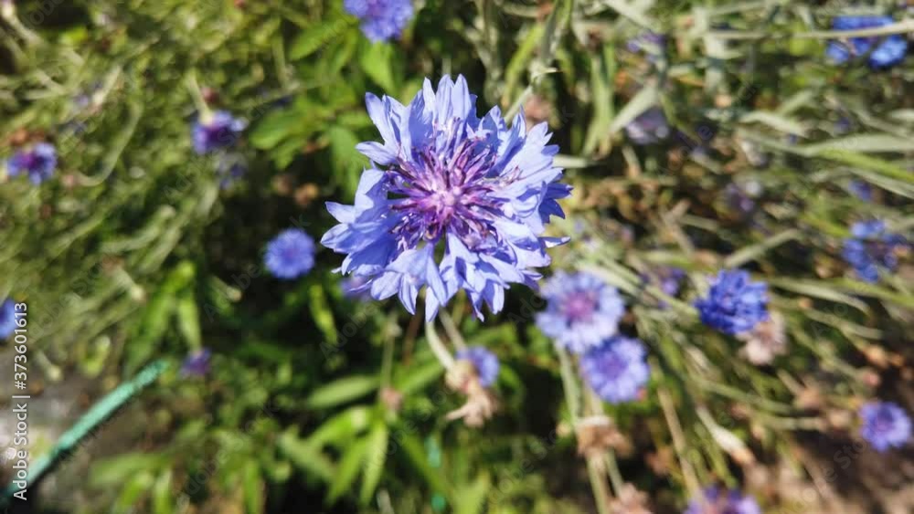flowers blown away by the wind.Beautiful flowers in the garden flowers blown away by the wind.Beautiful flowers in the garden