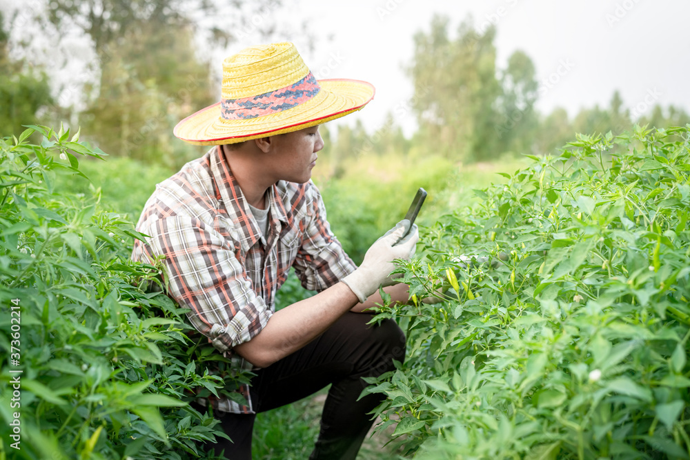 Farmer chili checking with smartphone