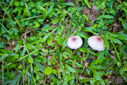 Top view of two mushrooms growing on green grass.