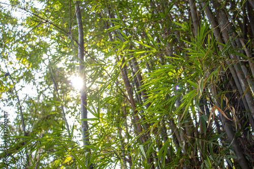 Bamboo green leaves in the sun