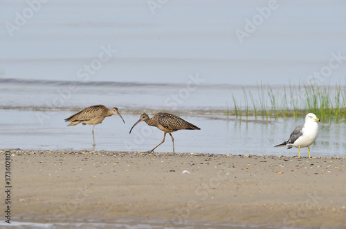 Longbill Snipe(Scolopacidae) bird on the seashore in Janghang-eup, Seocheon-gun, South Korea. photo