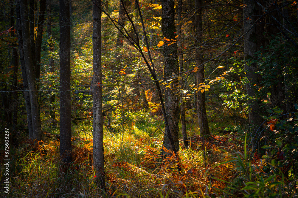 Autumn on New England by Constantine