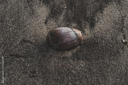 snail on beach sand concept wildlife beach vacation campaign