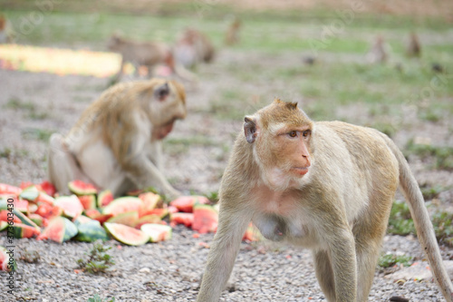 The female monkey is looking.