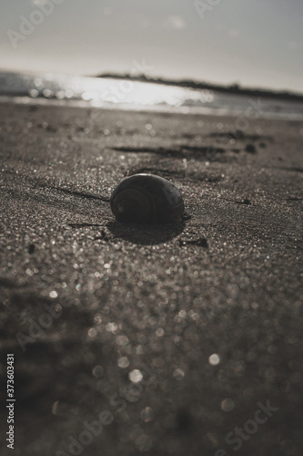 snail on beach sand concept wildlife beach vacation campaign