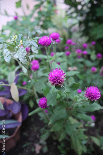 purple flowers in a beautiful garden