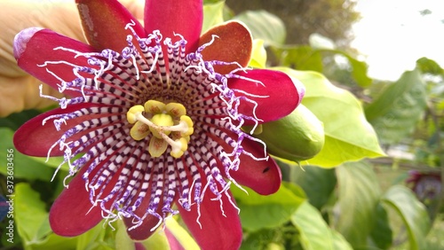 Foto Passiflora alata. winged-stem passion flower