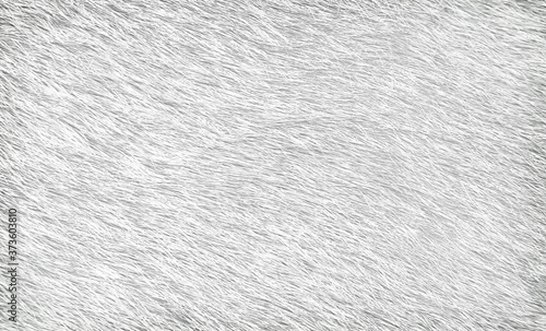 Photography Gray cow fur texture abstract , animal skin patterns background