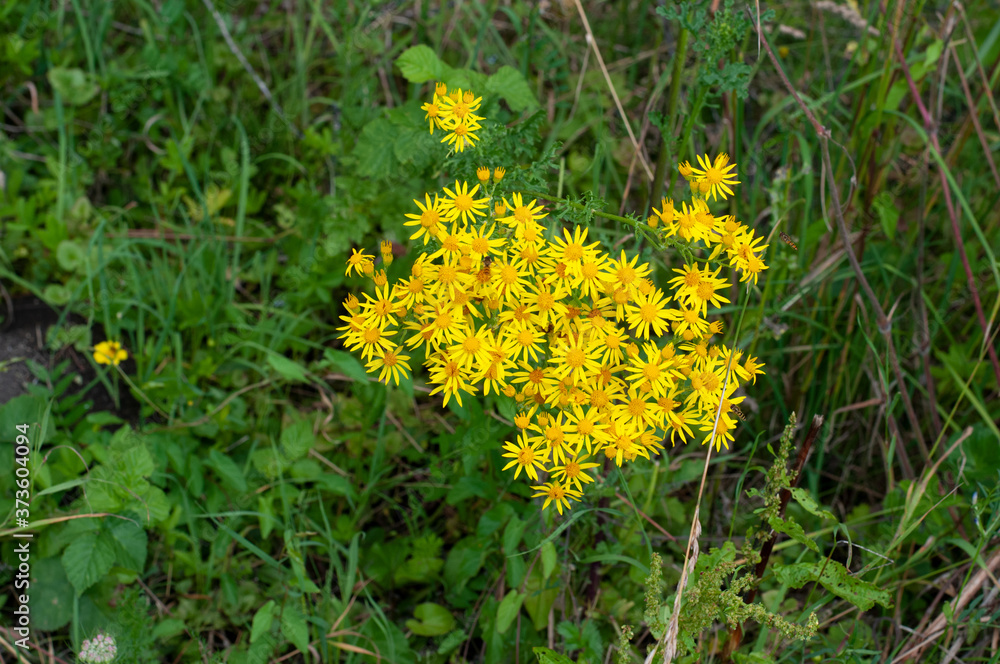 yellow daisy like flowers of a common ragwort