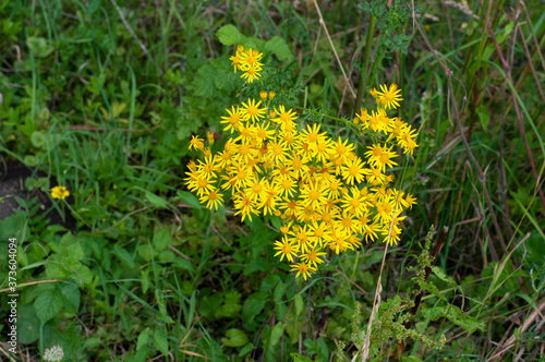 Obraz na płótnie yellow daisy like flowers of a common ragwort w salonie