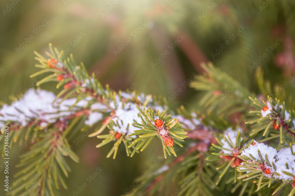 Snow on green spruce branches in the sunlight.