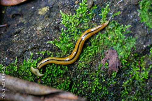 a worm on a leaf