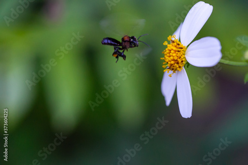 blue dragonfly on a flower