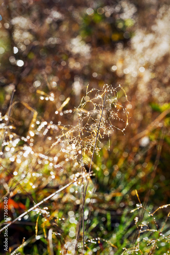 Morning dew. Vibrant scenic dew drop on a blade of grass.